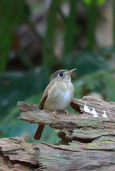 File:Brown-breasted flycatcher or Layard's flycatcher (Muscicapa muttui).jpg