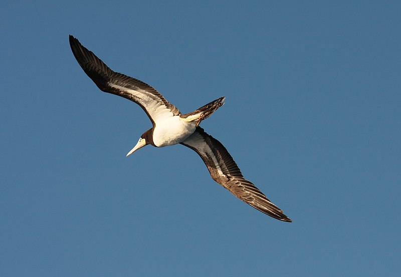 File:Brown Booby Sula leucogaster Off St Maarten 6886.jpg