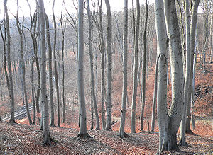 Typischer Buchenwald im Elm