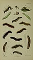 Young larva at the "bird dirt" stage and final instar larva (figs.1,1a,1b)