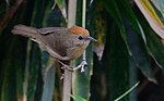 Thumbnail for Buff-chested babbler