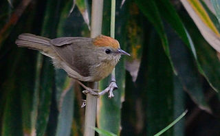 <span class="mw-page-title-main">Buff-chested babbler</span> Species of bird