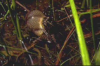 <i>Rhinella dorbignyi</i> Species of amphibian