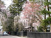 秋田県仙北市角館町・武家屋敷通りのシダレザクラ