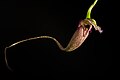 Bulbophyllum romyi