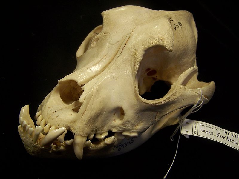 File:Bulldog-skull.JPG