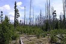 An image from 2006 of a burned area shows new tree saplings as well as still standing dead trees burned by the fires nearly twenty years earlier