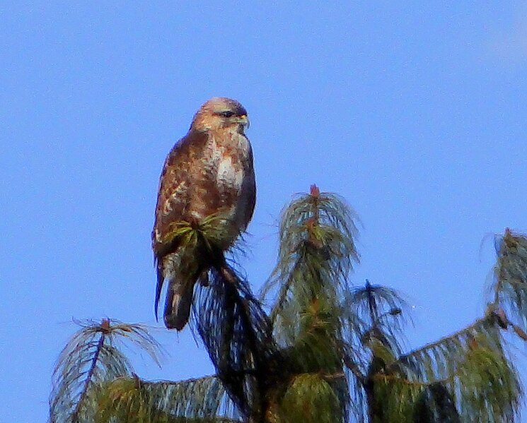 File:Buteo burmanicus.jpg