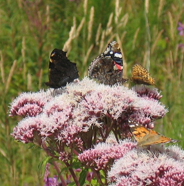 File:Butterflies on Hemp Agrimony - geograph.org.uk - 1281656.jpg