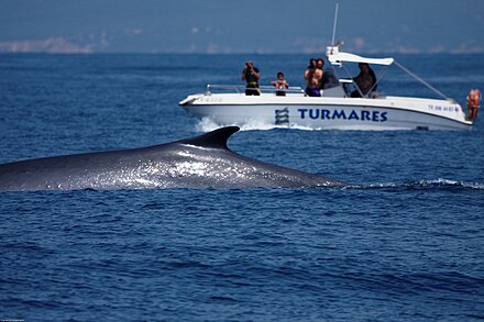 Fin whale and a boat in the Strait of Gibraltar