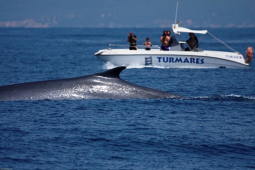 CZ Rorcual FinWhale Estrecho Strait Gibraltar