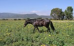 Miniatura para Caballo Azteca