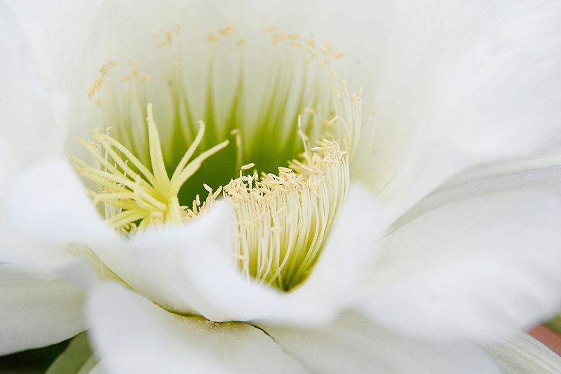 File:Cactus flower closeup02.jpg