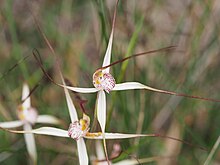 Caladenia polychroma 02.jpg