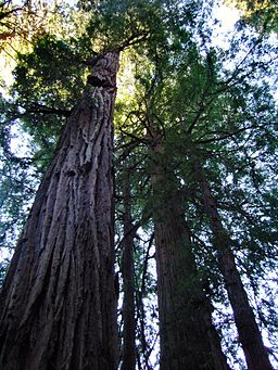 California Muir Woods Trees 2