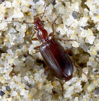 <i>Calleida platynoides</i> Species of beetle