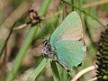 Callophrys rubi (Linnaeus, 1758)