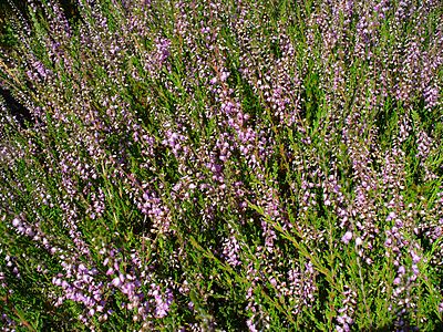 Calluna vulgaris