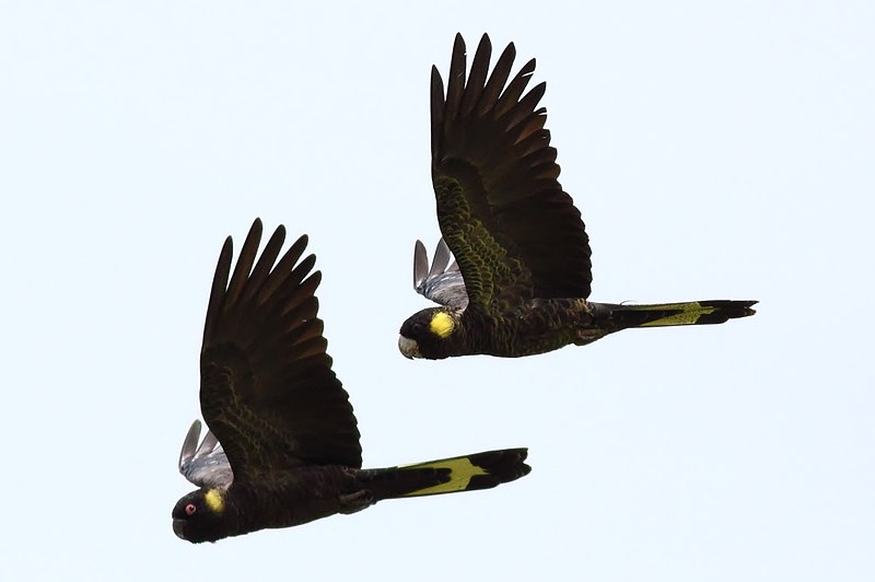 File:Calyptorhynchus funereus -Edithvale Wetlands, Melbourne, Victoria, Australia -two flying-8.jpg