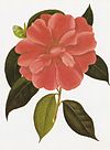 Camellia reticulata RHS.jpeg