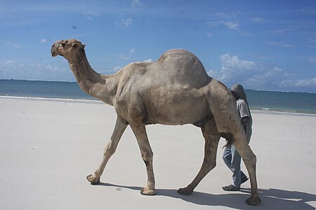 Fail:Camels at the Kenyan Coast.jpg