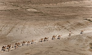 אורחת גמלים חד-דבשתיים בבקעת הירדן