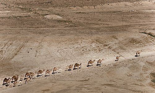 Camels convoy in Jordan Valley, Israel.