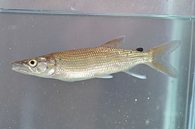 Hepsetus lineatus