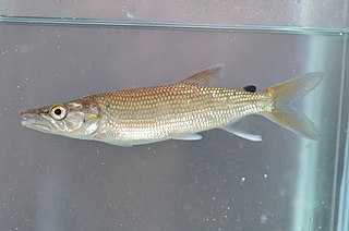 <i>Hepsetus</i> Genus of fishes