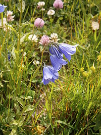 Campanula rhomboidalis3.jpg