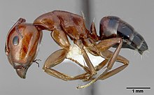 Camponotus essigi casent0005343 profile 1.jpg