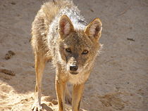 Golden jackals, similar to this specimen photographed in Israel, are present in the Tibesti. Canis aureus revivim2.JPG