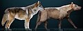 Gurê Dire (Canis dirus) (extinct) yan nemayî