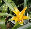 Yellow Inflorescence, Habitus and white Flowers