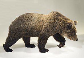 Corps naturalisé de Cannelle, dernière représentante de la lignée pyrénéenne des ours bruns. Elle a été abattue le 1er novembre 2004 par un chasseur. Elle fait aujourd'hui partie des collections du Muséum de Toulouse. (définition réelle 6 196 × 4 242)