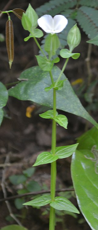 <i>Canscora alata</i> Species of plant in the family Gentianaceae