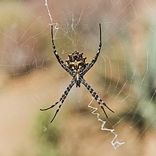 Argiope sp. female