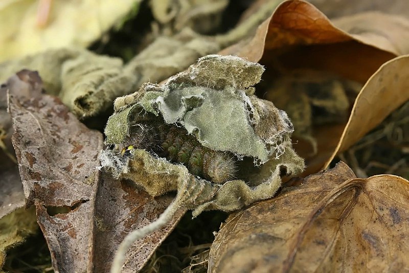 File:Carcharodus alceae - caterpillar - cocoon (2009-09-11).jpg