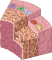 Arterial wall 1