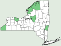 Carex atherodes NY-dist-map.png