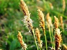 Carex caryophyllea (Ankstyvoji viksva)001.JPG