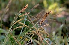 Carex flacca (7313682950).jpg