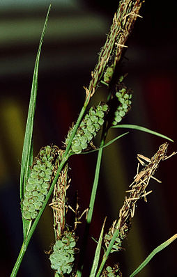 Filz-Segge (Carex tomentosa)