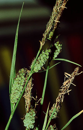 <i>Carex tomentosa</i> Species of grass-like plant