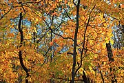 Sassafras albidum, or sassafras.