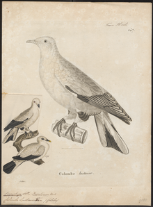 Carpophaga luctuosa - 1700-1880 - Басып шығару - Iconographia Zoologica - Арнайы коллекциялар Амстердам университеті - UBA01 IZ15600107.png