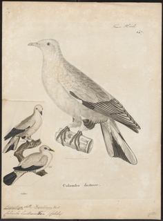 <span class="mw-page-title-main">Silver-tipped imperial pigeon</span> Species of bird