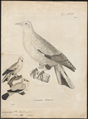 Carpophaga luctuosa - 1700-1880 - Print - Iconographia Zoologica - Special Collections University of Amsterdam - UBA01 IZ15600107.png