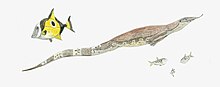 Life restoration based on known material and close relatives. Carsosaurus is depicted alongside contemporary fish Coelodus and Diplomystus Carsosaurus restoration.jpg