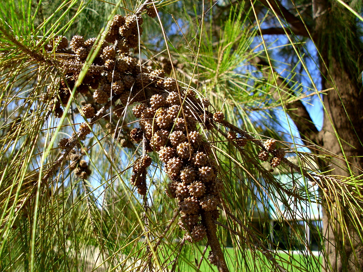 Казуарина Casuarina